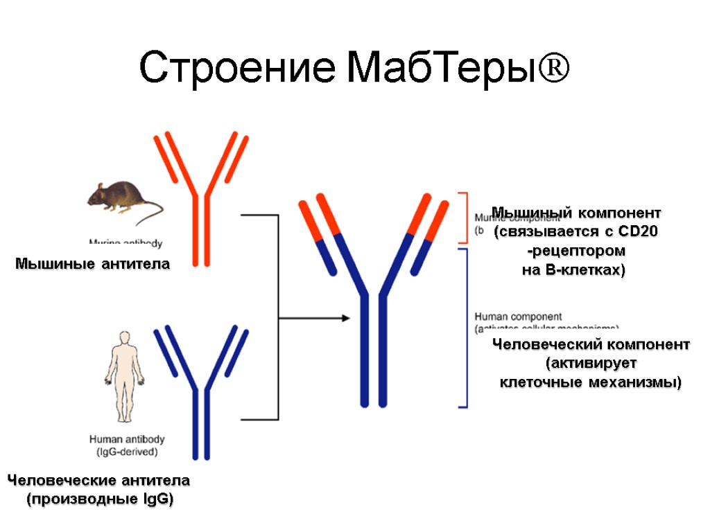 Строение МабТеры